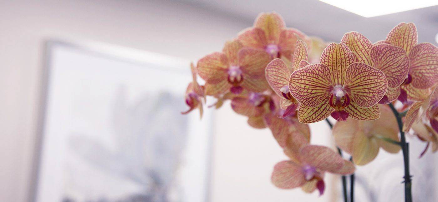 Orchid flowers closeup