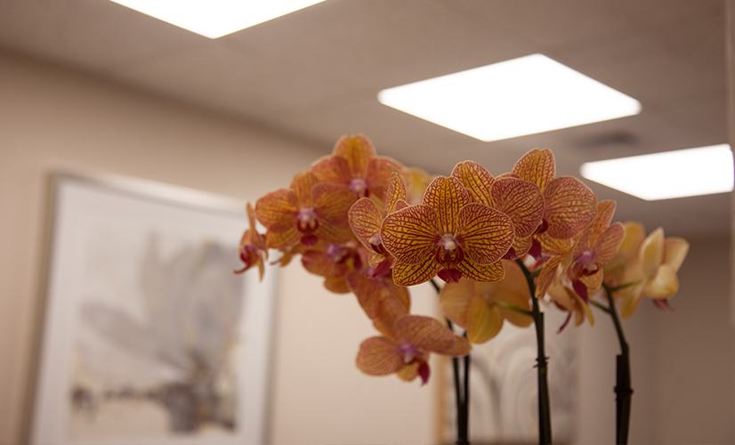 Orchids on dental reception desk